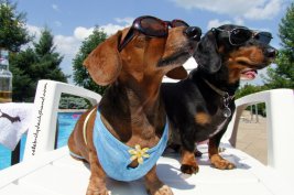 cute-wiener-dog-beach-pool-party-1024x682